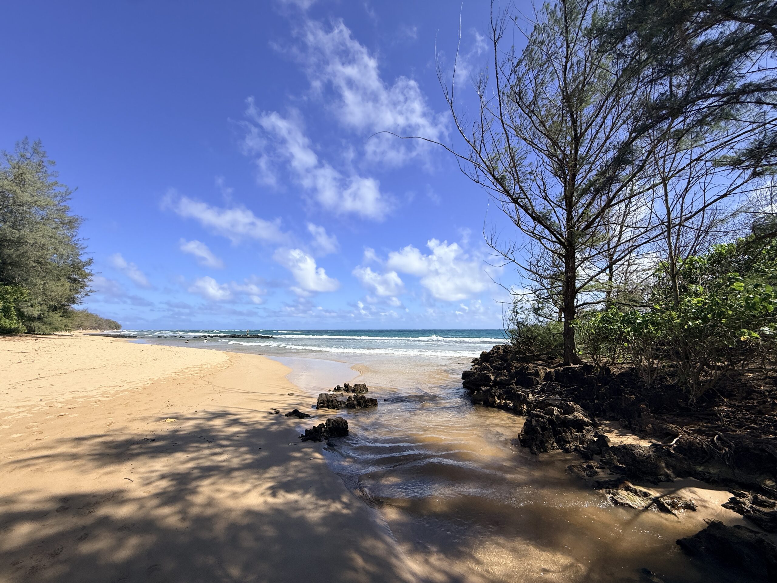 A sandy beach on Kauai with dark lava rocks, ironwood trees and waves under a blue sky.