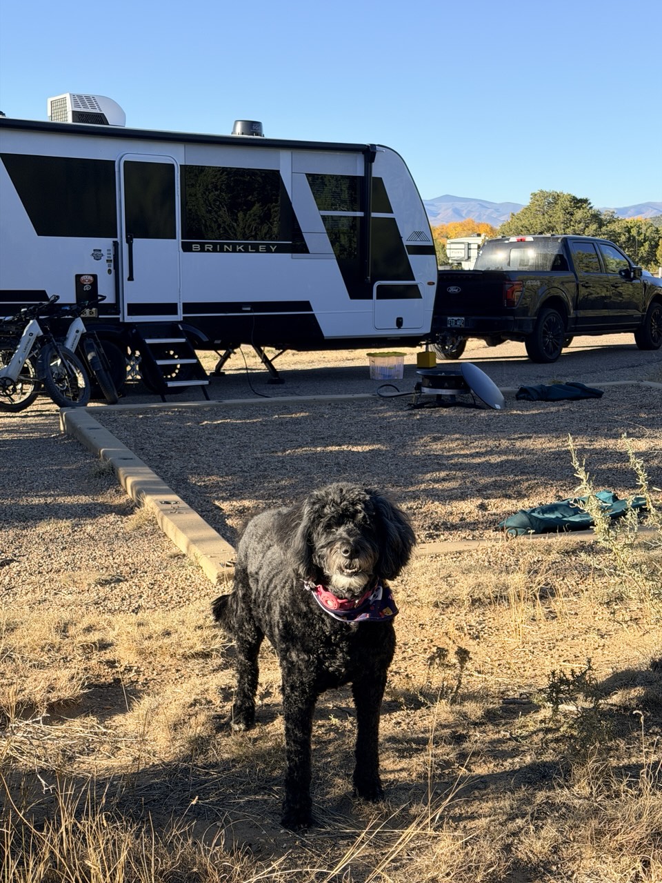 Rindo, our twelve-year-old mini goldendoodle, at camp with the Brinkley behind her