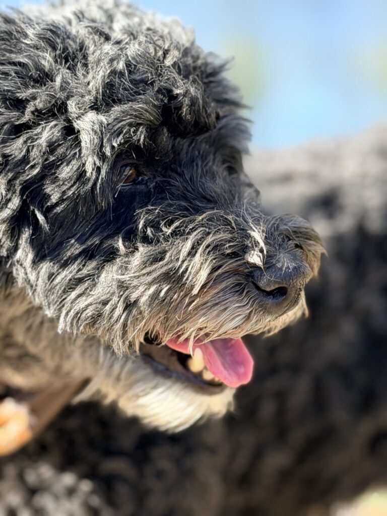 Close-up of Rindo's curly black and gray face, tongue out, in the sun.
